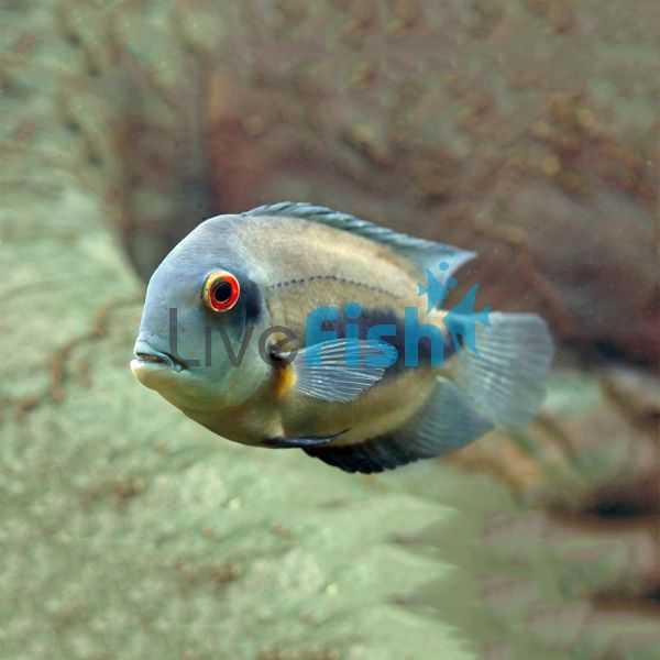 Cichlid Uaru 15cm