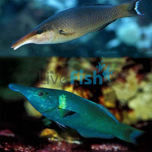 Brown Bird Wrasse - Medium