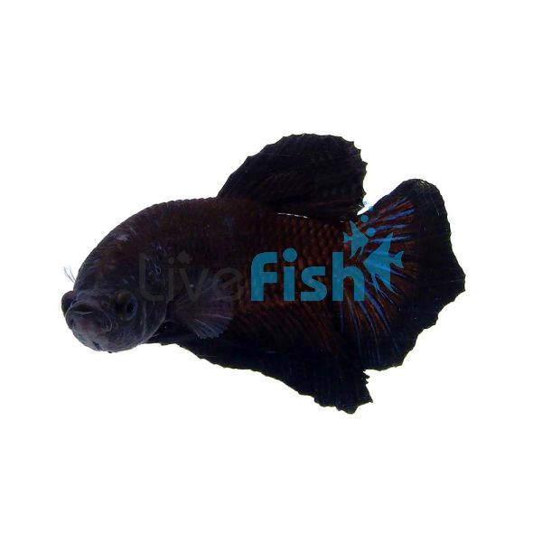 Male Short Fin Half Moon Betta Fighter 4cm