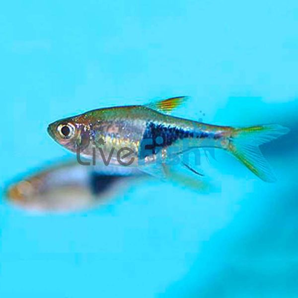 Assorted Harlequin Rasbora 2cm