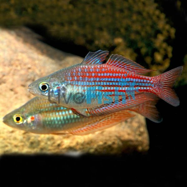 Utchee Creek Rainbow 5cm
