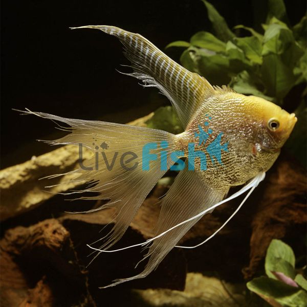 V.T. Gold Angelfish 6cm