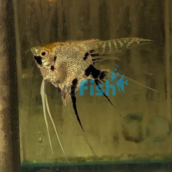 V.T Pearscale Angelfish 6cm