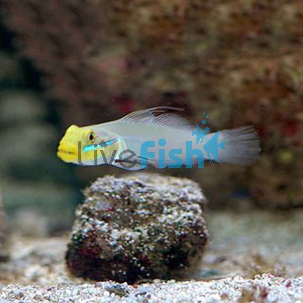 Gold Head Sleeper Goby - Small