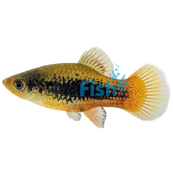 Variatus Green Platy 4cm