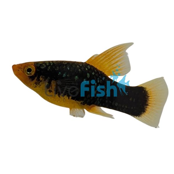 Variatus Hi Fin Red Tail Black Platy 4cm