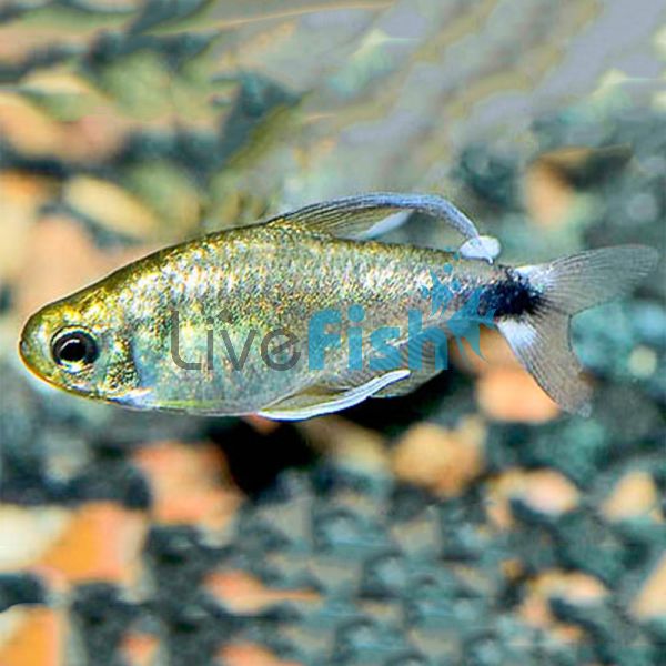 Veilfin Reed Tetra 2.5cm