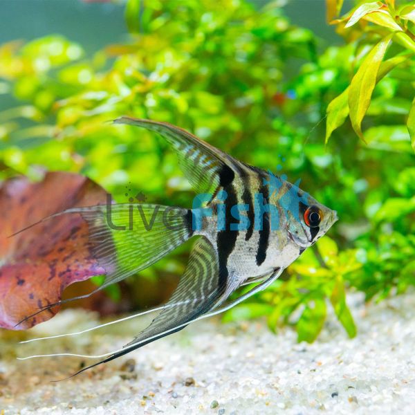 Assorted Veiltail Angelfish 4cm