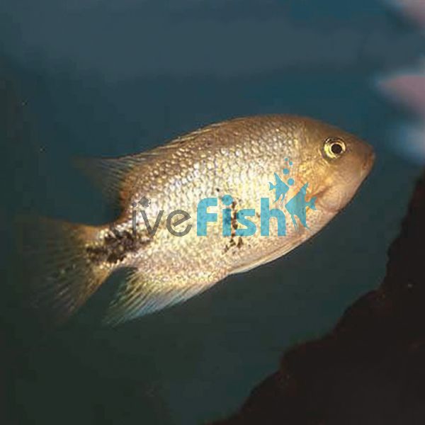 Black Belt Cichlid 5cm