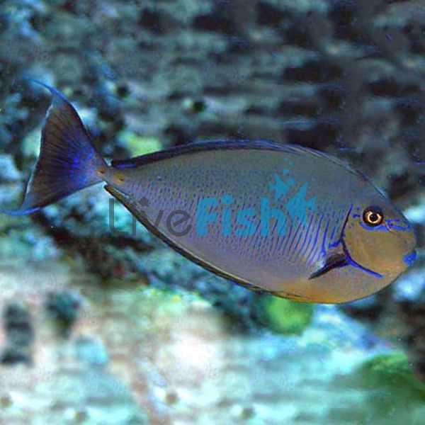 Vlamings Tang Unicornfish - Medium