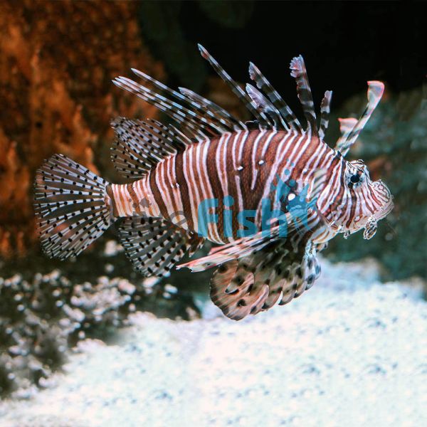 Volitan Lionfish - Small