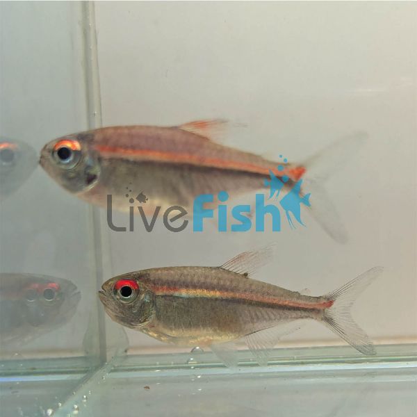 Watermelon Tetra - Wild Caught 4cm