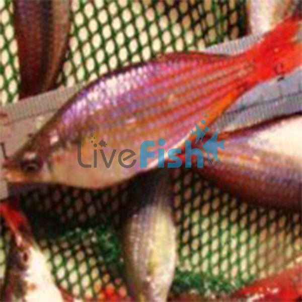 30x Rainbow Western Drysdale River 5-6cm