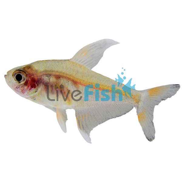 White Fin Ornate Tetra 3cm