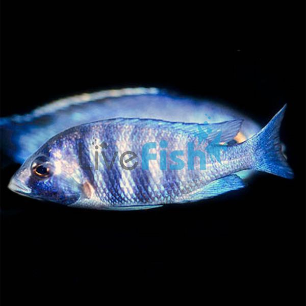 White Lip 5cm