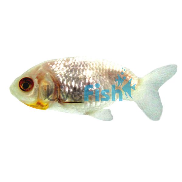 White Ranchu 5cm