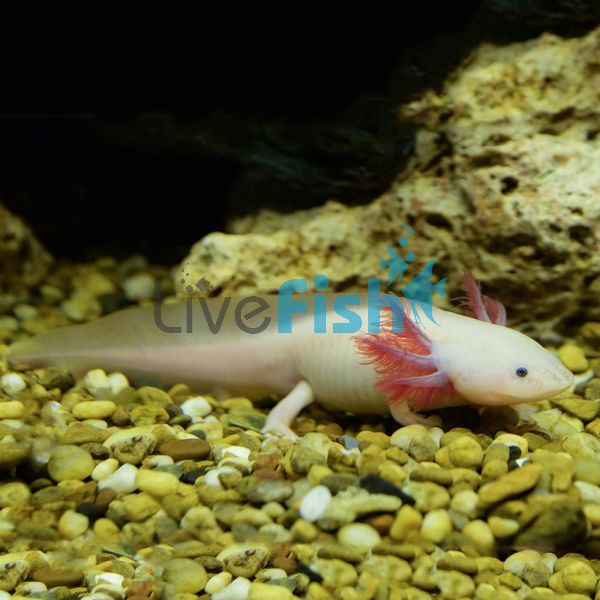 White Axolotl 15cm