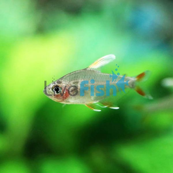 White Fin Ornate Tetra 2cm 