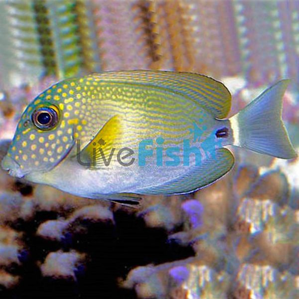 Tang White Freckled Surgeon - Medium