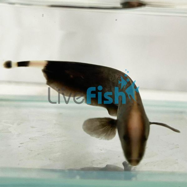 Knife Fish White Ghost 8cm 