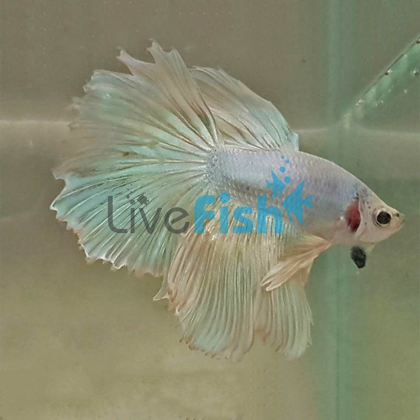 Assorted Male Select Halfmoon Rosetail 6cm