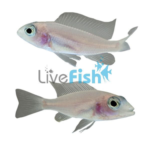 Sciaenochromis White Knight 4cm