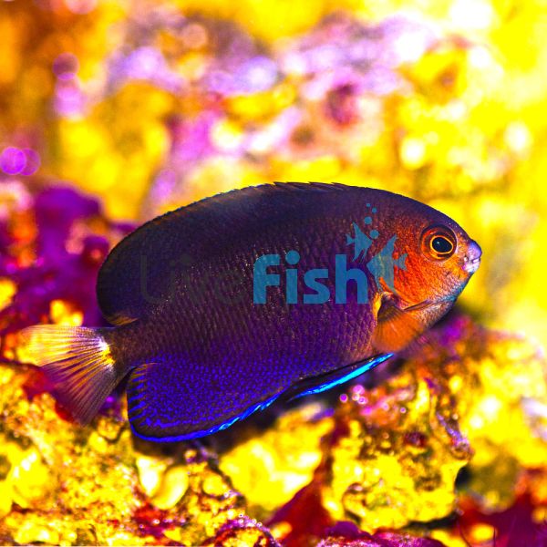 Whitetail Pygmy Angelfish - Large