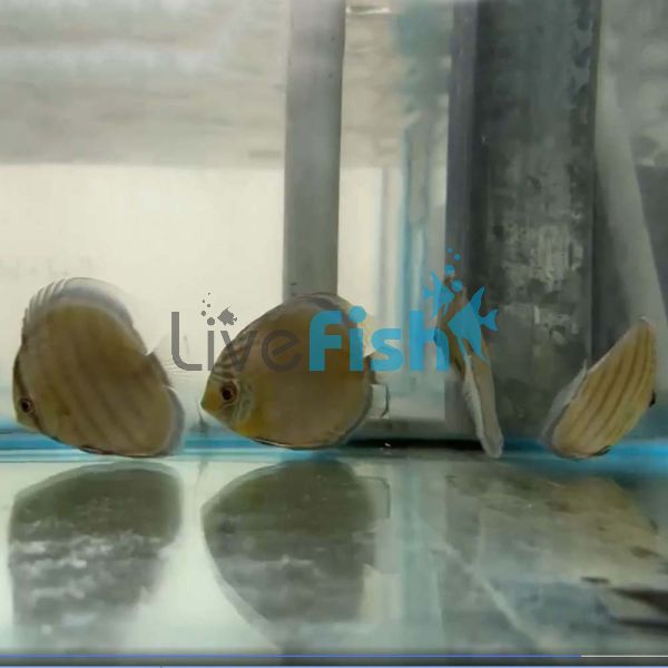Wild Green Discus - Putumayo River 8cm