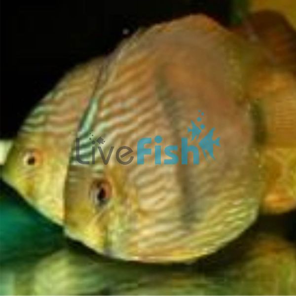 Wild Heckel Discus 7cm