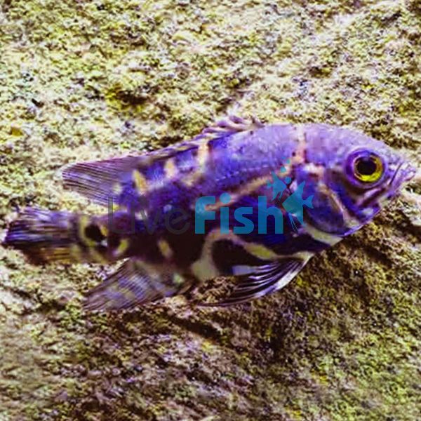 Oscar Cichlid - Wild 5cm