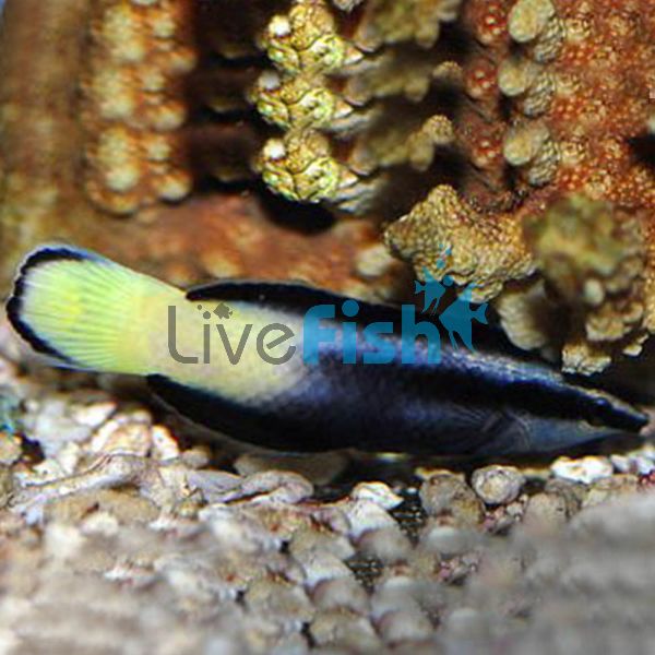 Wrasse Bicolour Cleaner - Medium