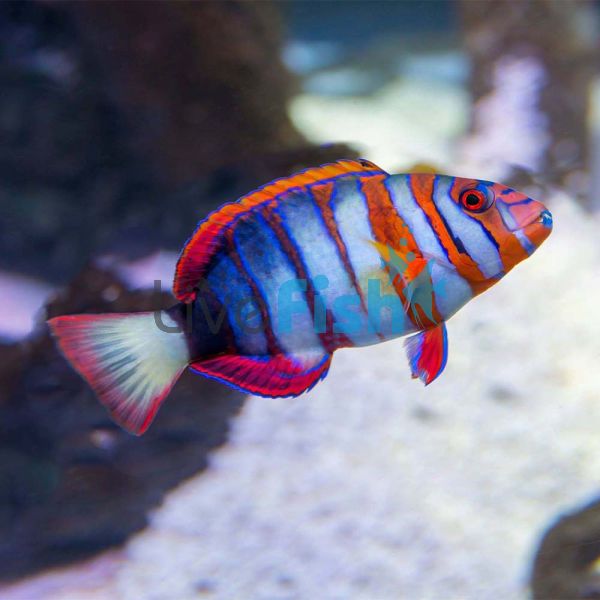 Harlequin Tusk Wrasse - Medium