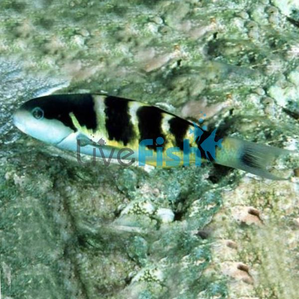 Jansen Wrasse - Medium