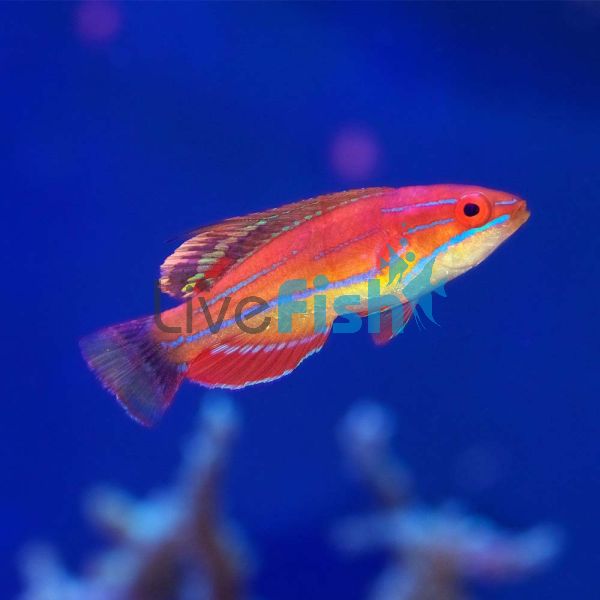 Wrasse Mccoskers Flashers - Medium