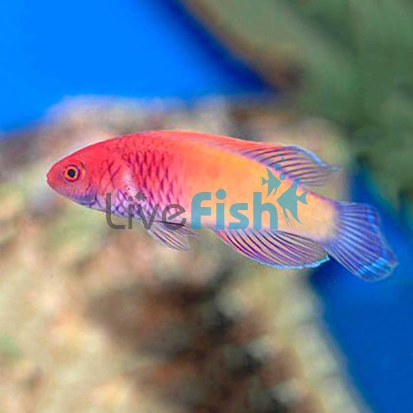 Pink Margin Fairy Wrasse - Medium