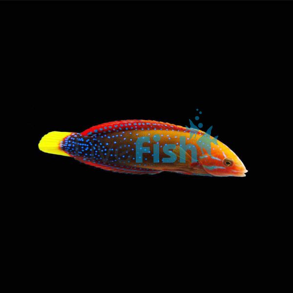 Yellowtail Coris Wrasse - Medium Juvenile