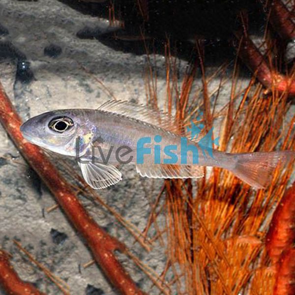 Xenotilapia Boulengeri 5cm