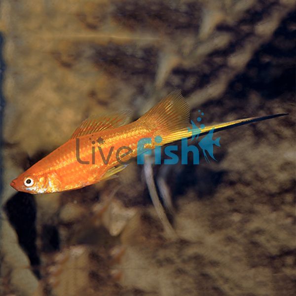 Red Swordtail 5cm