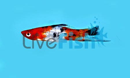 Kohaku Koi Swordtail 4cm