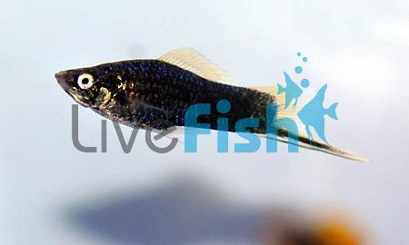 Assorted Male Swordtail 5cm