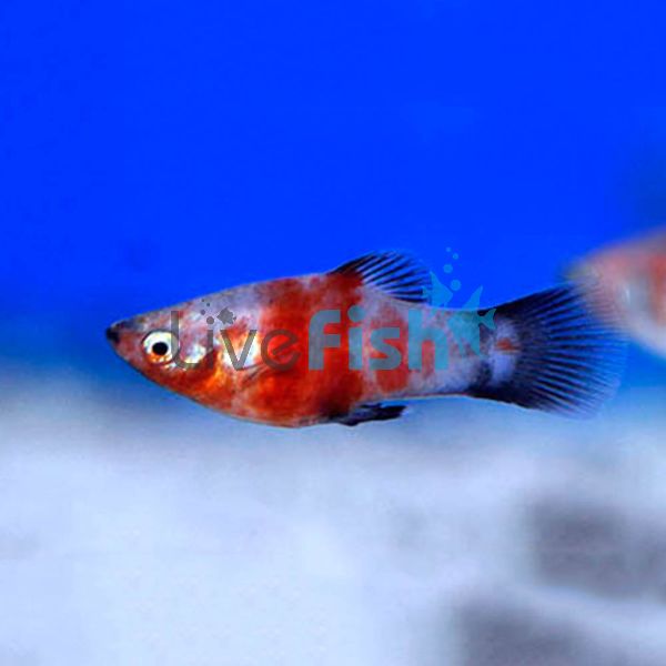 Comet Tiger Platy 4cm