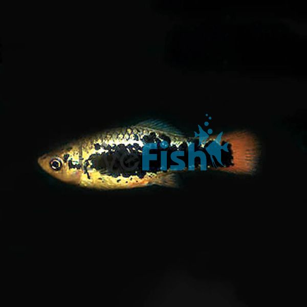 Hawaiian Variatus Platy 4cm