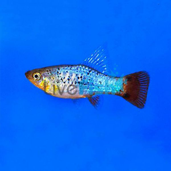 Assorted Variatus Platy 4cm
