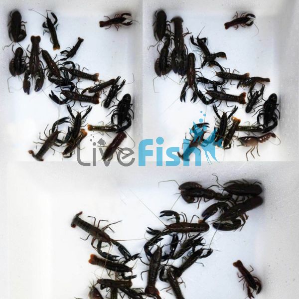 60 x Yabby 5cm