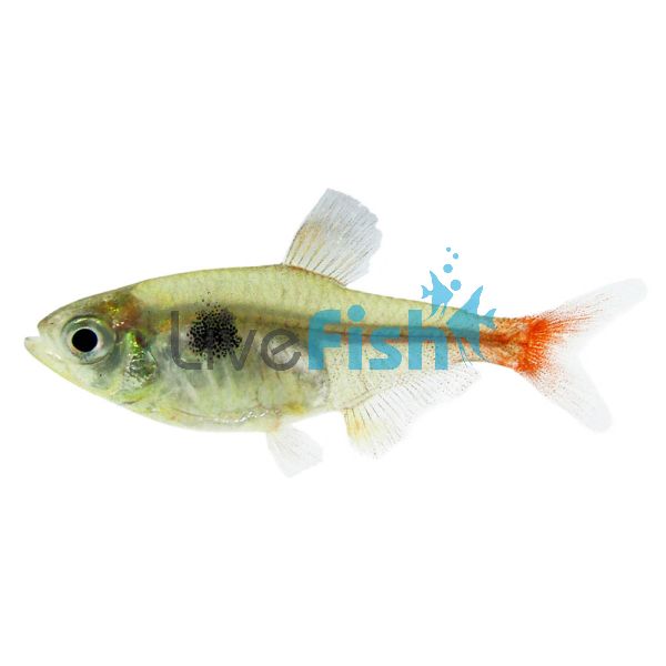 Yellow Phantom Tetra 3.5cm