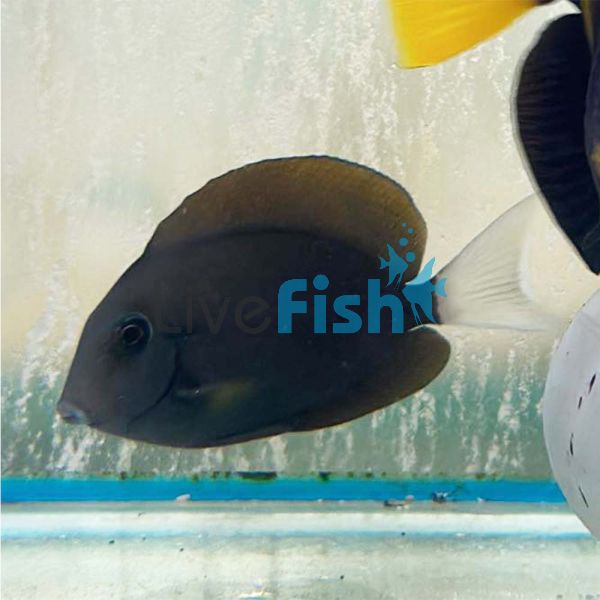 Tang - Yellow Achilles / Monrovia Surgeon - Medium