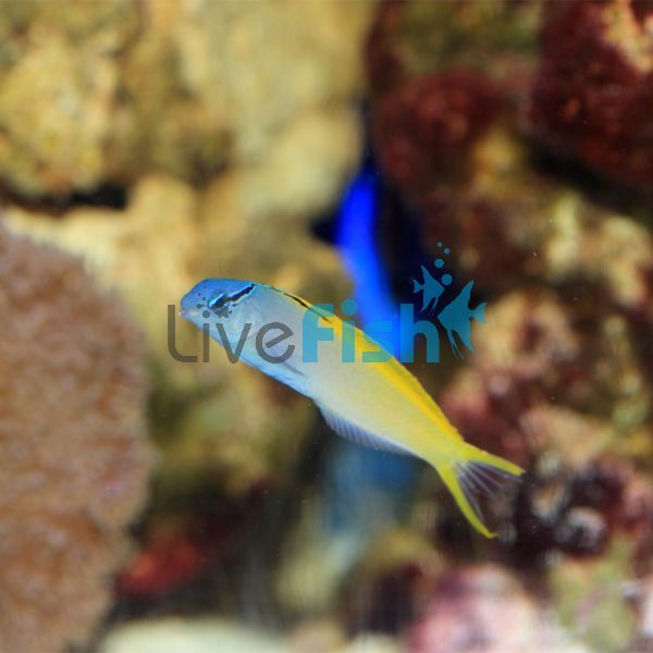 Yellowtail Poison Fang Blenny - Medium