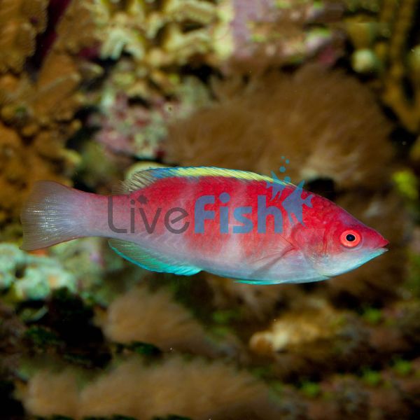 Yellow Fin Fairy Wrasse - Medium