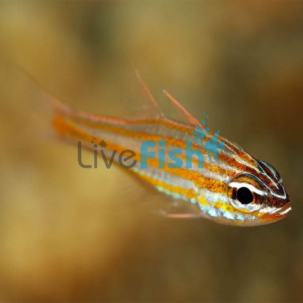 Yellow Striped Cardinalfish - Medium