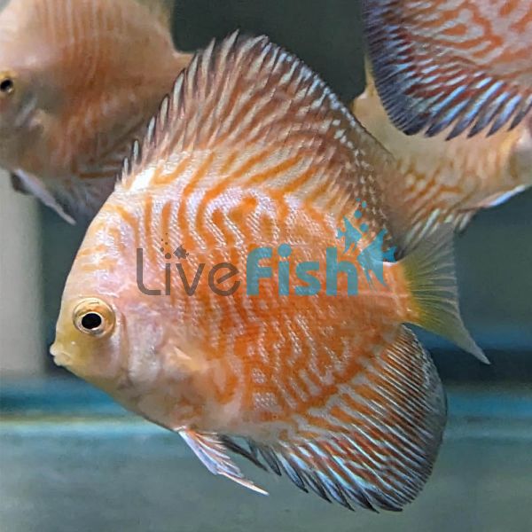 Yellow Tiger Discus 7cm